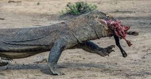 Fütterung der warane im zoo augsburg. Waran Z Komodo Opis Wystepowanie I Zdjecia Gad Waran Z Komodo Ciekawostki