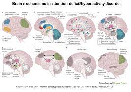 The adhd brain does not seem to be properly controlled by the limbic system, and so individuals with adhd may have wild mood swings or are unable to control emotional outbursts. Eight Pictures Describe Brain Mechanisms In Adhd Mind The Gap Blog