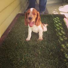 It has an authentic color and a realistic texture. Dog Potty Grass Tips Doggy And The City Indoor Dog Potty L A