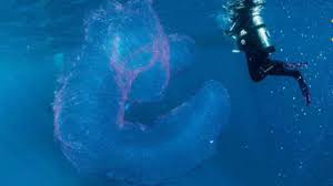 Ini adalah spesimen yang terdampar di selat cook di selandia baru bulan mei tahun 1879, katanya. Ini 5 Monster Laut Paling Aneh Yang Ditemukan Pada 2017 Global Liputan6 Com