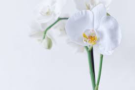 Place the orchid pot over the pebbles. How Long Do Phalaenopsis Orchids Live Extending Lifespan Tips Indoor Home Garden
