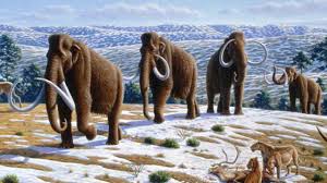The company, named colossal, aims to place thousands of. Woolly Mammoths Suffered Genetic Defects Because Of Generations Of Inbreeding Technology News Firstpost