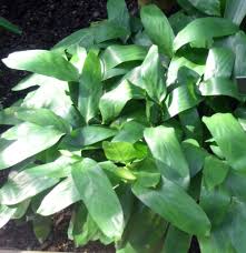 Image result for Halopegia