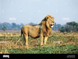 Erect male Lion standing looking into distance Masai Mara National Reserve  Kenya East Africa Stock Photo - Alamy