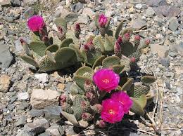 Cacti can do without water for long periods of time but they won't flourish ; Keep It Cool What Desert Plants Can Teach Us About Climate Change
