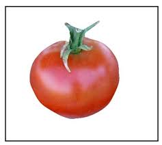 Abundant, early tomato with abundant yields of 3 to 6 ounce fruit stupice is a popular, vigorous plant which yields abundant, early 3 to 6 ounce red fruit. Stupice Tomato Plants For Sale Online Buy Stupice Tomato Plants Piedmont Farm And Garden