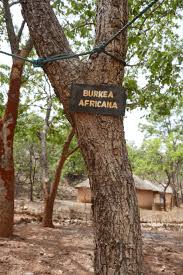 Image result for Burkea africana