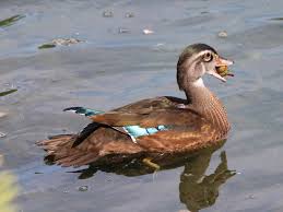 Juvenile Wood Duck With Acorn Wood Ducks Art Reference Wood