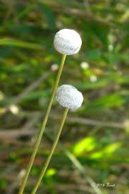 Image result for Eriocaulon truncatum
