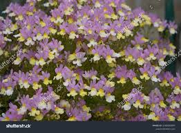 Image result for Nemesia fruticans