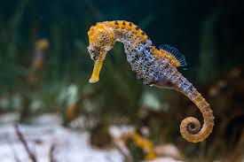 Apr 09 · 13 h. Seahorse Fish Facts Hippocampus Az Animals
