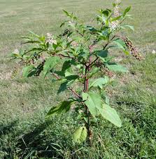 Poke responds favorably to fertilizers. Pokeweed Poisoning In Horses