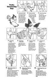 Poultry Showmanship Steps From An Older American Poultry Association Publication Fancy Chickens Poultry Showmanship