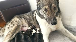 Image result for západosibiřská lajka