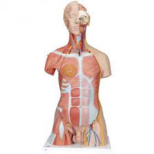 Vevor offer the best selection of equipment & tools at the lowest price. Deluxe Dual Sex Human Muscle Torso Model 31 Part 3b Smart Anatomy
