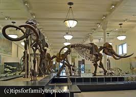A First Timer S Guide The The American Museum Of Natural History In New York City Tipsforfamilytrips Com Natural History History Museum