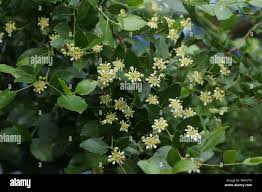 Image result for Quillaja saponaria