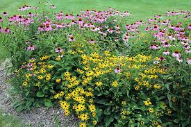 This colourful member of the daisy family will grow all summer with little care. 7 Drought Tolerant Plants Lawn And Garden Home Matters Ahs
