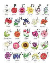 Learn flowers names and drawing.different flowers drawing nd coloring. Floral Alphabet Art Print Flower Garden Illustrations By Etsy Alphabet Art Print Flower Drawing Flower Art