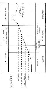 Image result for Gunillaea rhodesica