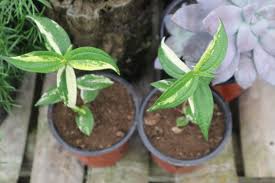 Image result for Pouzolzia