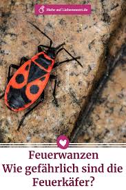 Feuerwanzen Konnen Lastig Sein Aber Auch Gefahrlich Garten Feuerwanzen Zuhause Insekten Hausmittel Feuerwanze Wanze Schadlinge Im Garten