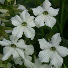 Nc state university and n.c. Buy Tobacco Plant Nicotiana Alata Grandiflora