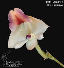 Image result for Polystachya vulcanica