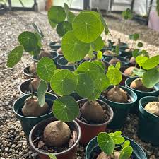 Image result for Cyphia erecta