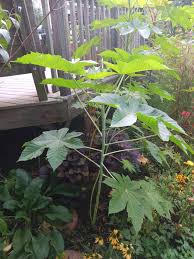 Image result for Ricinus