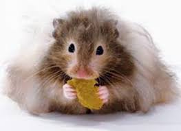 Both males and females of this fancy hamster breed have long hair, but it is the fluffy coat of the female that truly describes their namesake. A Teddy Bear Hamster Novocom Top