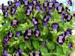 Short of fencing, not much works to keep them out. 20 Of The Best Deer Resistant Annuals For Chester County Gardens Turpin Landscape Design Build