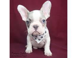 It's free to post an ad. French Bulldog Dog Female Blue Pied Merle 2649978 Petland Dallas Tx