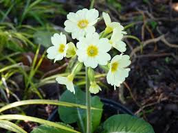 Image result for Primula