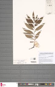 Image result for Lomariopsis guineensis