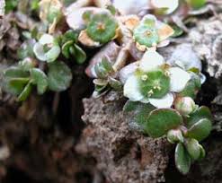 Image result for Elatinaceae