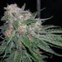 Profile Picture of Blue Tara (Bodhi Seeds) :: Cannabis Strain Info - SeedFinder.euon Google