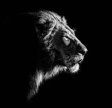De Koning Van Het Dierenrijk In 2020 Dierenrijk Zwart En Wit Leeuw