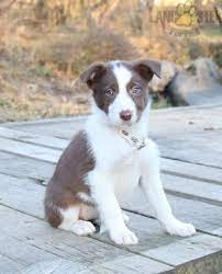 Bordercollie Charming Pinterestpuppies Puppiesofpinterest Puppy Puppies Pups Pup Funloving Sweet Border Collie Puppies For Sale Border Collie Puppies
