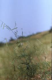 Image result for Tephrosia linearis