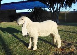 Image result for bakra eid 2015 pakistan