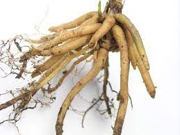 Valerian bubble dance song (remix). Akar Valerian Manfaat Efek Samping Dan Tips Penggunaan Idn Medis