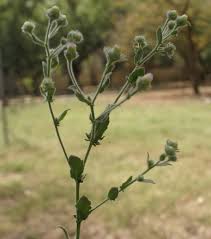 Image result for Pseudoconyza viscosa