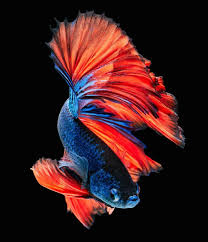 My top 10 crowntails | crowntail bettas. Blue And Orange Betta Fish 1080x1252 Download Hd Wallpaper Wallpapertip