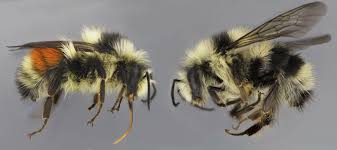 Bumblebee is a 2018 film based on the transformers franchise. How The Bumble Bee Got Its Stripes Penn State University