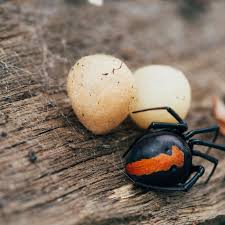 The black widow spider is a large widow spider found throughout the world and commonly associated with urban habitats or agricultural areas. Redback Spider Facts Latrodectus Hasseltii