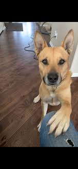 German Shepherd Pitbull Mix Black And Brown Pin On German Shepherd Pitbull Terrier Mix