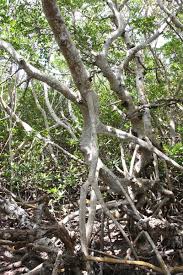 Image result for Rhizophora racemosa
