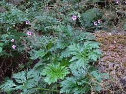 Image result for Geranium aculeolatum
