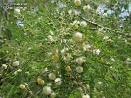 Image result for Acacia goetzei